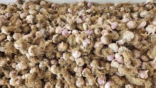 여주거북농부님의 마늘 · 영농일지 작성글 사진