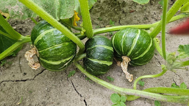 강옥만님의 장터 판매 상품 [산촌농장 사포닌성분 미니밤호박 5kg] 첨부 사진