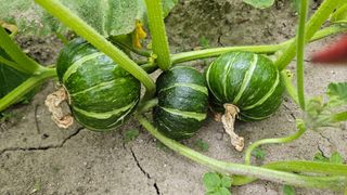 강옥만님의 작성글 사진