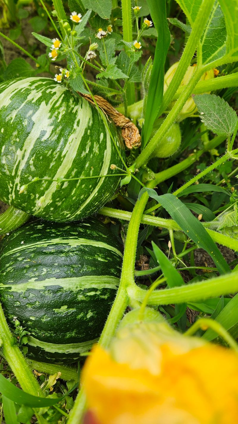 강옥만님의 장터 판매 상품 [산촌농장 사포닌성분 미니밤호박 5kg] 첨부 사진