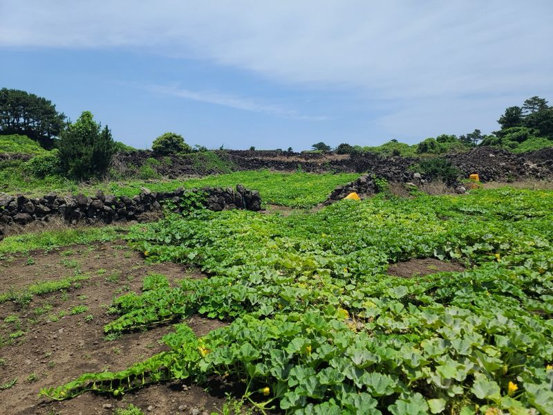 미주팜님의 장터 판매 상품 [제주 해풍맞은 못난이 미니 단호박10kg] 첨부 사진