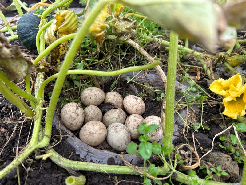 미주팜님의 장터 판매 상품 [제주 해풍맞은 못난이 미니 단호박10kg] 첨부 사진