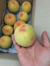 팜모닝 복숭아·병해충상담 게시글 이미지