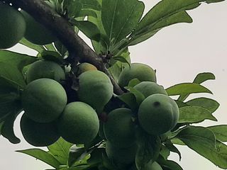 정*린님의 자두 · 병해충상담 작성글 사진
