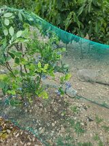 팜모닝 블루베리·영농일지 게시글 이미지