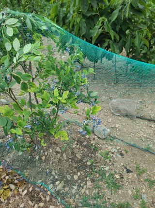 이상준님의 블루베리 · 영농일지 작성글 사진