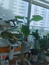 팜모닝 기타작물·병해충상담 게시글 이미지