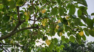 무현님의 감 · 병해충상담 작성글 사진