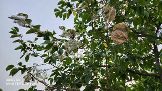 무현님의 감 · 병해충상담 작성글 사진