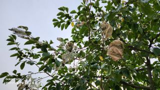 무현님의 감 · 병해충상담 작성글 사진