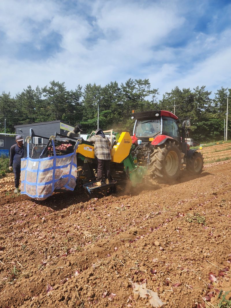 장터 상품 [홍양파즙] 썸네일