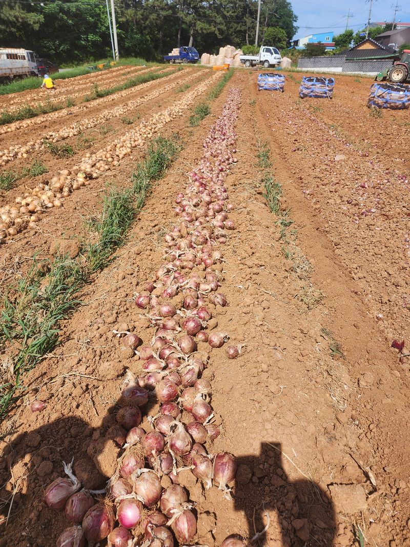 박정석님의 장터 판매 상품 [홍양파즙] 첨부 사진