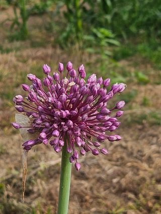 장문업 님의 마늘 · 영농일지 작성글 사진