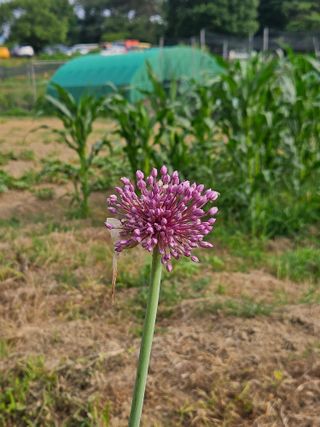 장문업 님의 마늘 · 영농일지 작성글 사진