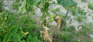 김순호님의 오이 · 병해충상담 작성글 사진