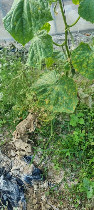 김순호님의 오이 · 병해충상담 작성글 사진