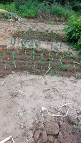 팜모닝 파·영농일지 게시글 이미지