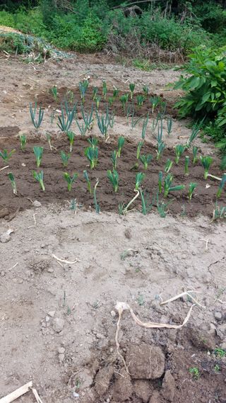 Blackbear님의 파 · 영농일지 작성글 사진