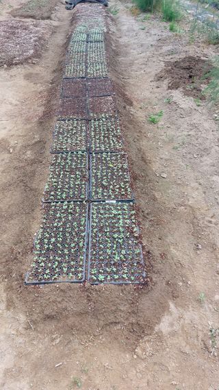 Blackbear님의 파 · 영농일지 작성글 사진