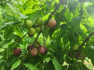 조용오님의 자두 · 영농일지 작성글 사진