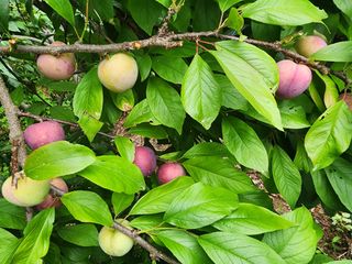 조용오님의 자두 · 영농일지 작성글 사진