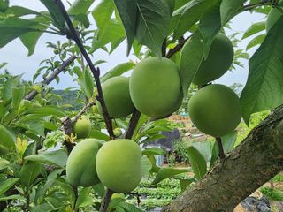 조용오님의 자두 · 영농일지 작성글 사진