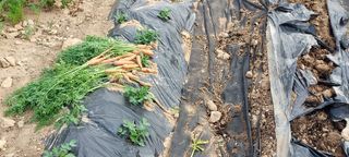 정옥자님의 자유주제 · 자유게시판 작성글 사진