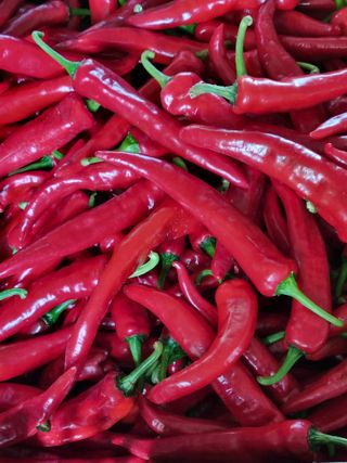 김영일님의 고추 · 영농일지 작성글 사진