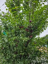 팜모닝 자유주제·사진전 게시글 이미지