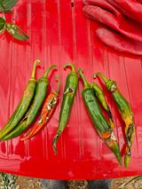 팜모닝 고추·병해충상담 게시글 이미지