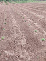 팜모닝 자유주제·자유게시판 게시글 이미지