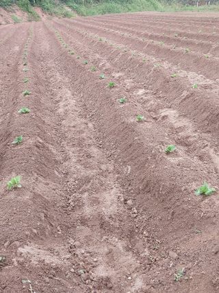 시골살이님의 자유주제 · 자유게시판 작성글 사진