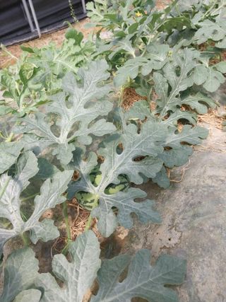 시골살이님의 자유주제 · 자유게시판 작성글 사진