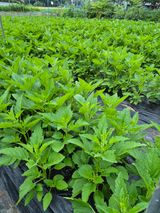 팜모닝 참깨·영농일지 게시글 이미지