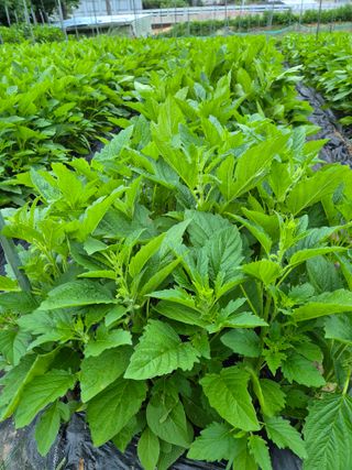 일체유심조님의 참깨 · 영농일지 작성글 사진