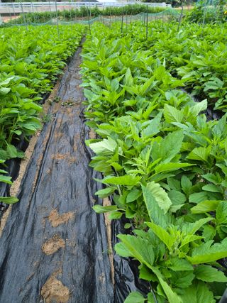일체유심조님의 참깨 · 영농일지 작성글 사진