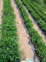 팜모닝 기타작물·영농일지 게시글 이미지