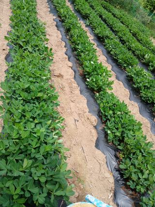 권헌석님의 기타작물 · 영농일지 작성글 사진