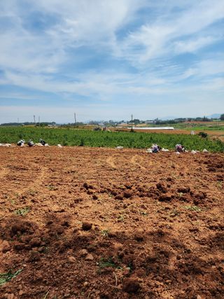 박효식님의 감자 · 영농일지 작성글 사진
