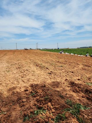 박효식님의 감자 · 영농일지 작성글 사진