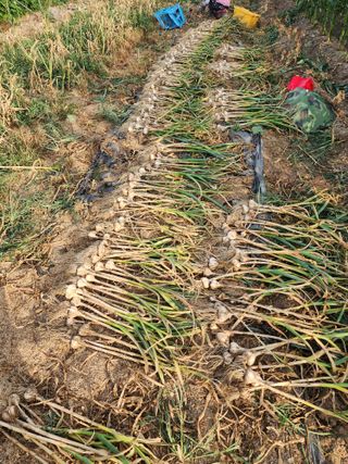 강촌지기님의 마늘 · 영농일지 작성글 사진