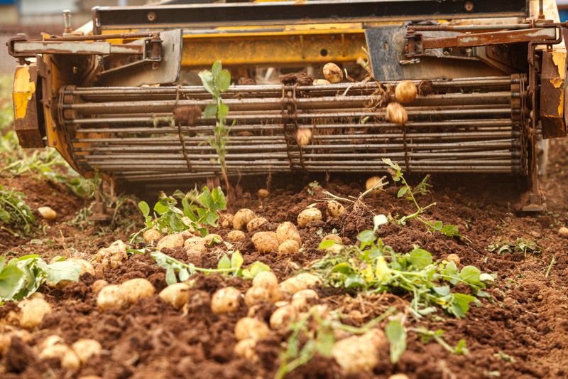 박효식님의 장터 판매 상품 [포슬포슬 대서감자 분감자 10키로 상 (찜용)] 첨부 사진