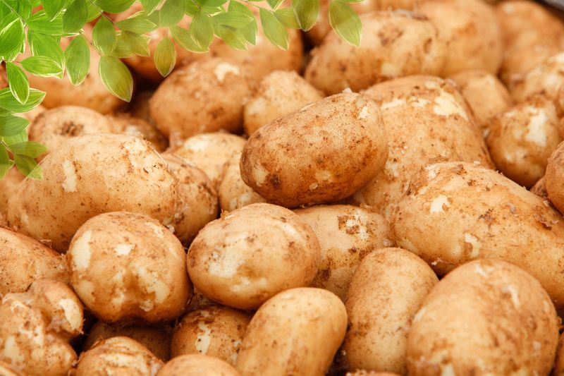 박효식님의 장터 판매 상품 [포슬포슬 대서감자 분감자 10키로 상 (찜용)] 첨부 사진