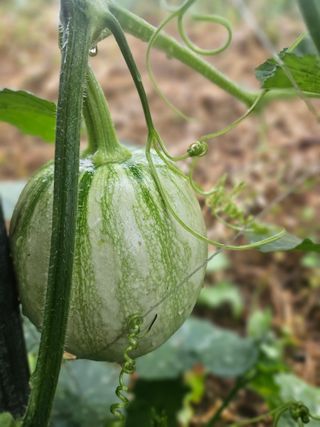 고사리.밤.육쪽마늘님의 기타작물 · 영농일지 작성글 사진