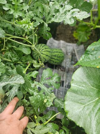 고사리.밤.육쪽마늘님의 기타작물 · 영농일지 작성글 사진