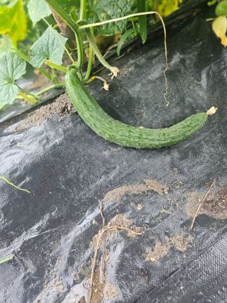 고사리.밤.육쪽마늘님의 기타작물 · 영농일지 작성글 사진