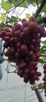 팜모닝 자유주제·자유게시판 게시글 이미지