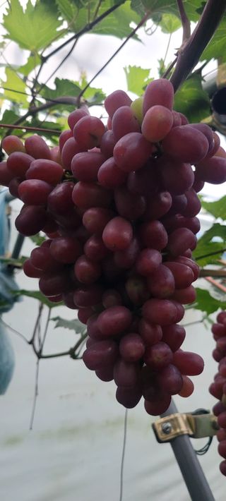 서대산향수님의 자유주제 · 자유게시판 작성글 사진