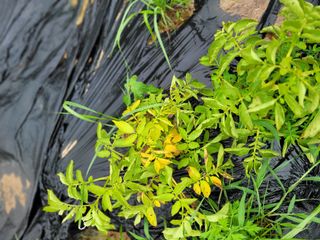 동읍새날농장님의 감자 · 병해충상담 작성글 사진