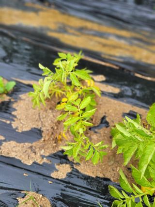 동읍새날농장님의 감자 · 병해충상담 작성글 사진